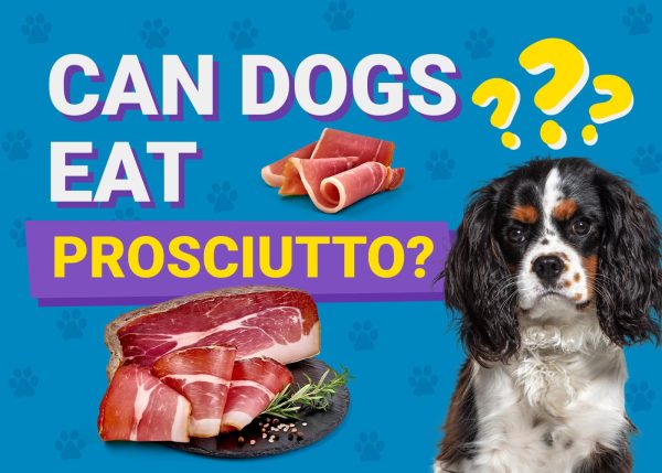 Can Dogs Eat_prosciutto