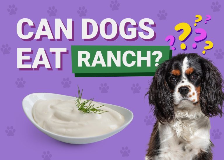 Can Dogs Eat Ranch Dressing? VetVerified Nutrition Facts & Risks Dogster