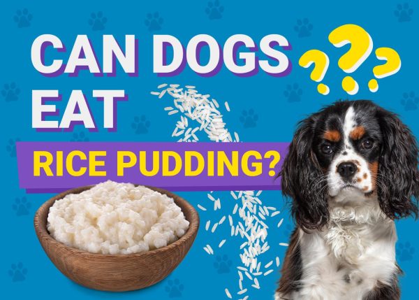Can Dogs Eat_rice pudding