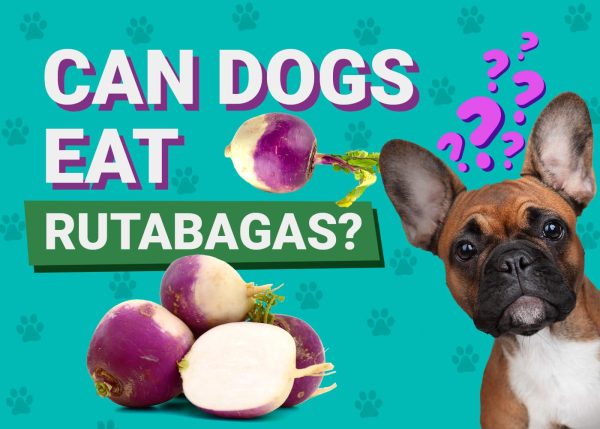 Can Dogs Eat_rutabagas