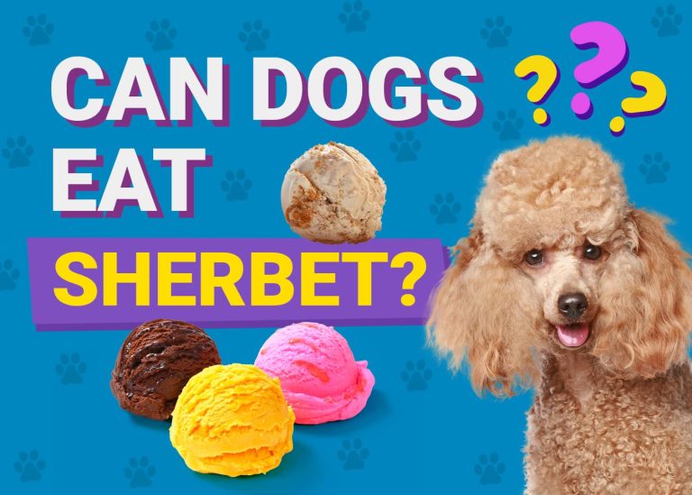 Can Dogs Eat Sherbet? VetReviewed Health & Safety Guide Dogster