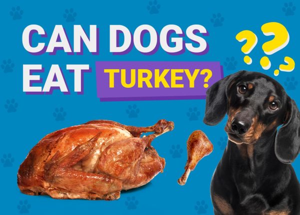 Can Dogs Eat Turkey