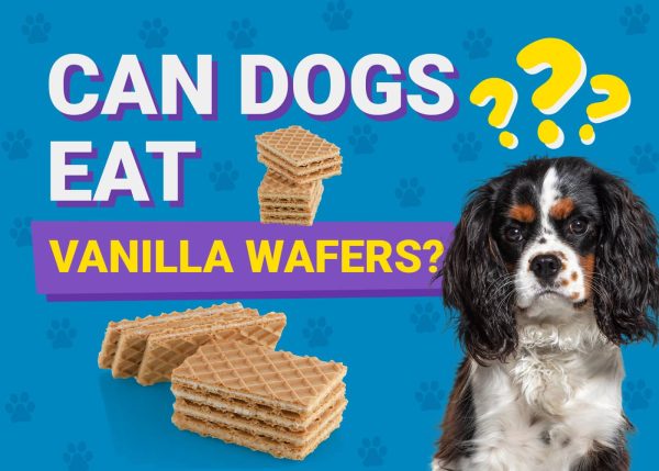 Can Dogs Eat_vanilla wafers