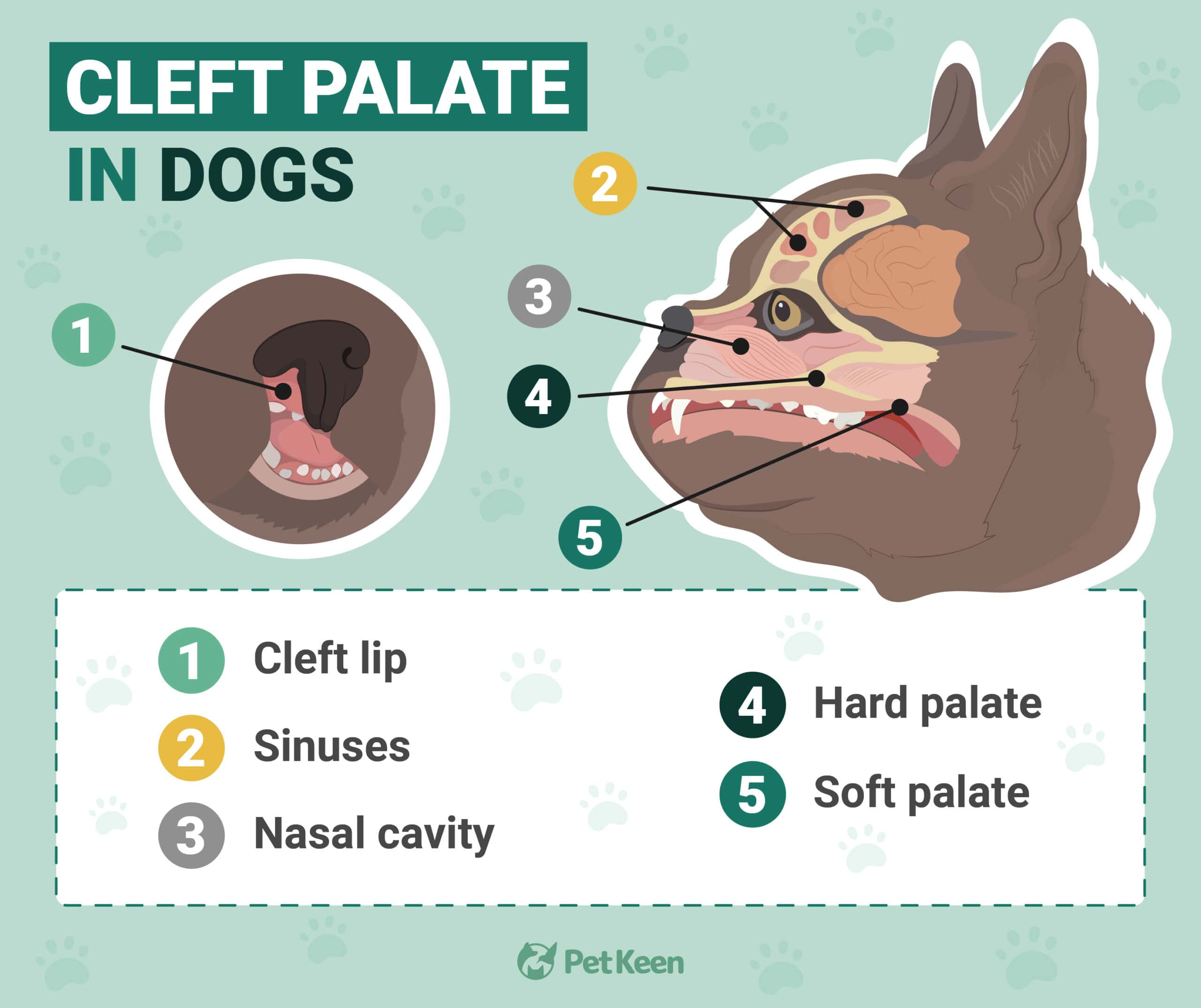 Cleft palette in dogs