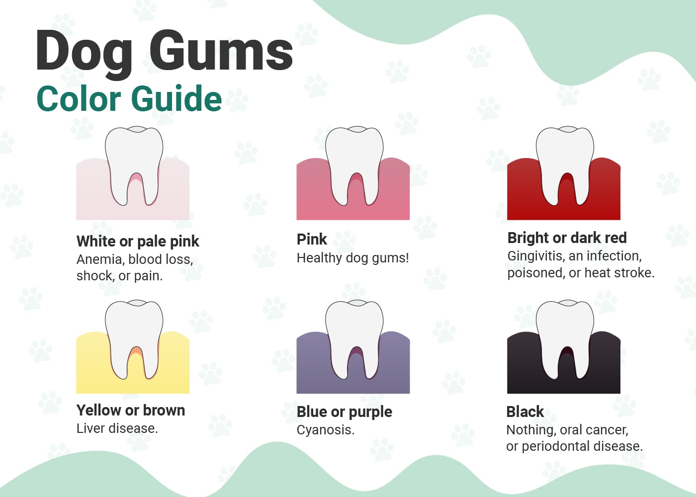 PetKeen_Healthy-Dog-Gums-VS-Unhealthy_Infographic_v2-1_Apr-28-2023