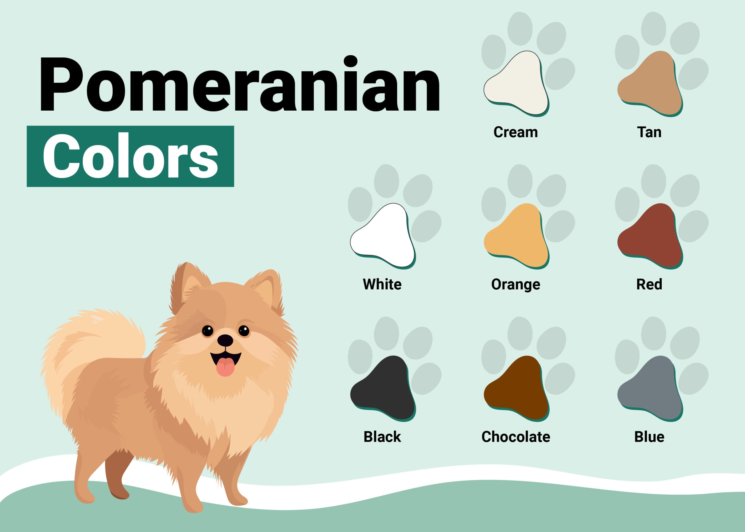PetKeen_Pomeranian-Colors-Patterns_v1_Oct-26-2023-01-scaled