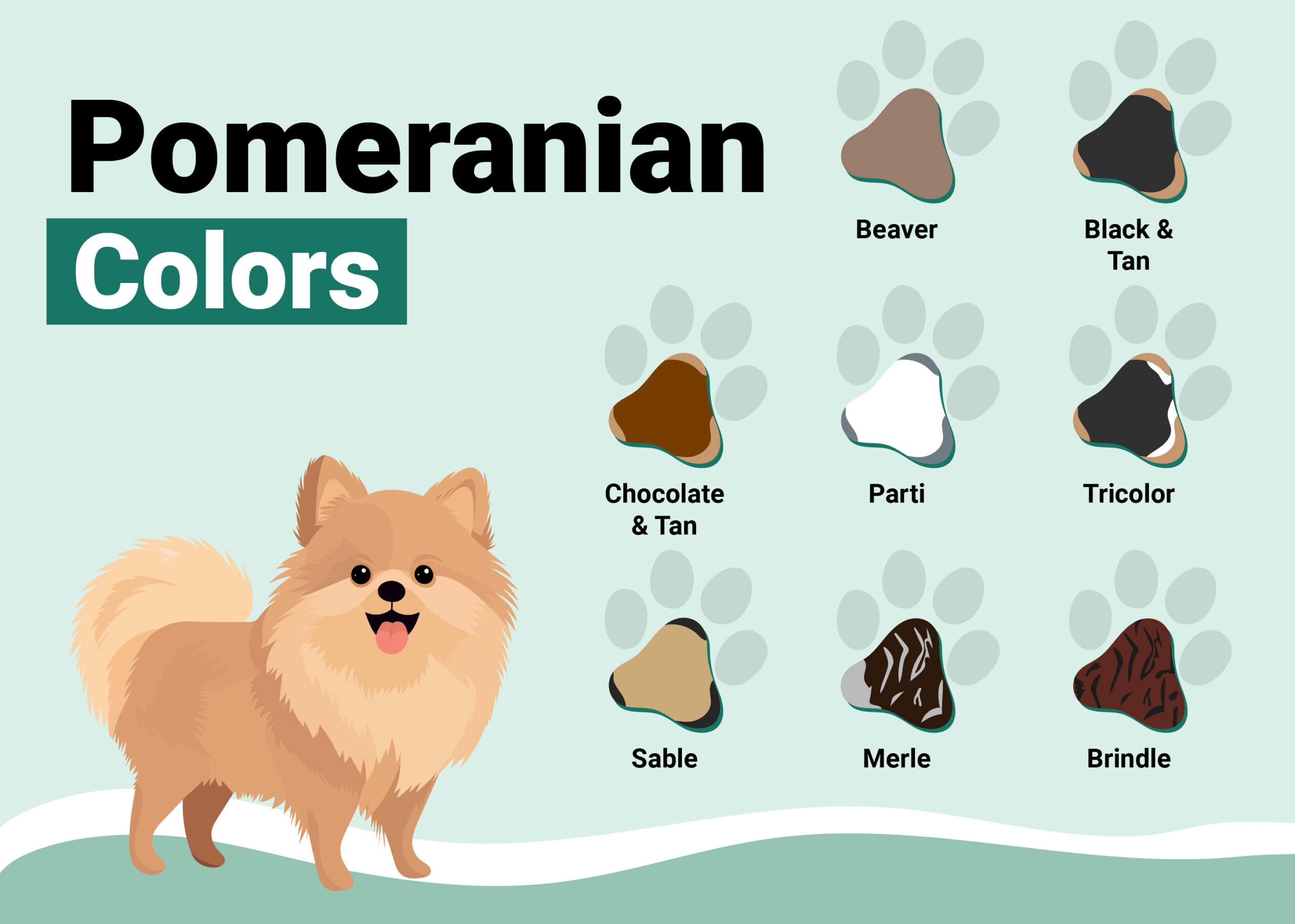 PetKeen_Pomeranian-Colors-Patterns_v1_Oct-26-2023-02-scaled