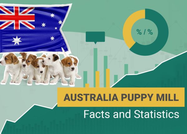 Australia Puppy Mill Facts and Statistics