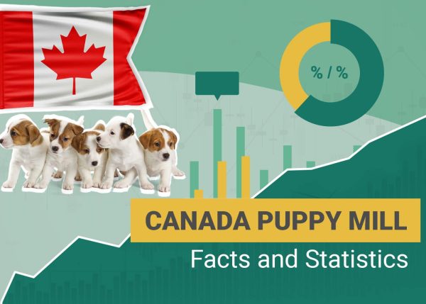 Canada Puppy Mill Facts and Statistics