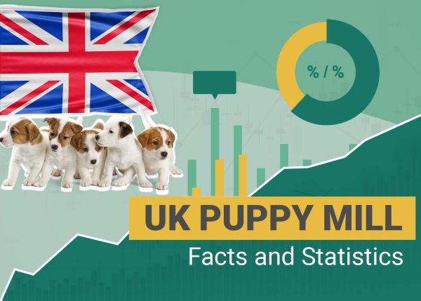 UK Puppy Mill Facts and Statistics