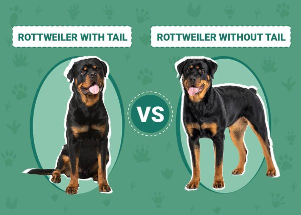 Rottweiler With Tail vs Without: Vet-Verified Facts & FAQ – Dogster