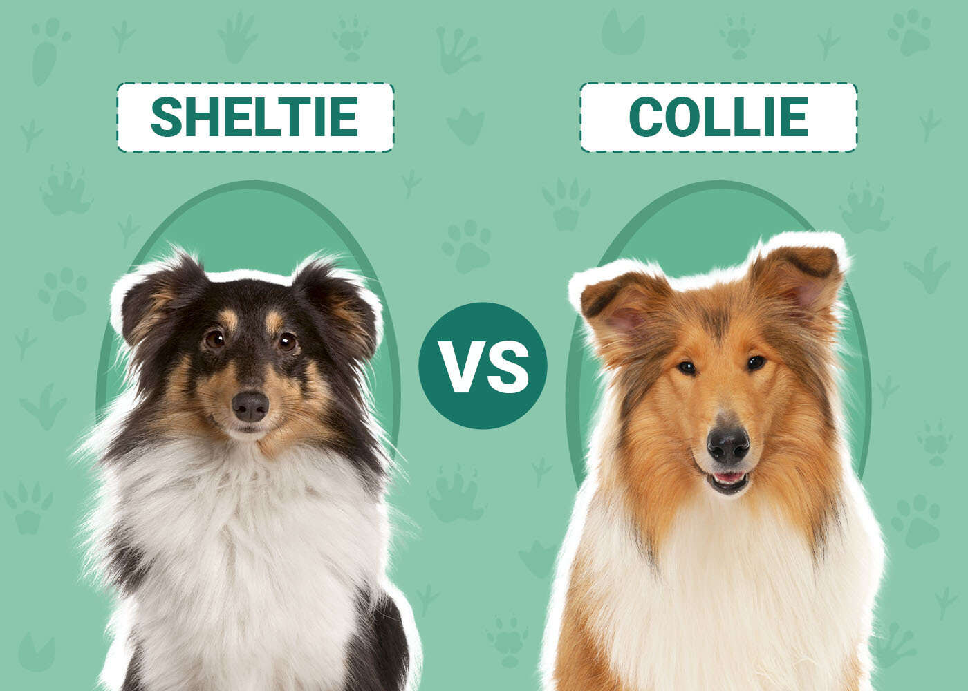 Sheltie vs Collie Infographic