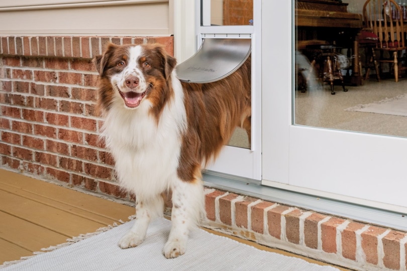 PetSafe Sliding Glass Door