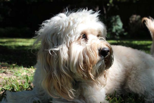 Petite Goldendoodle