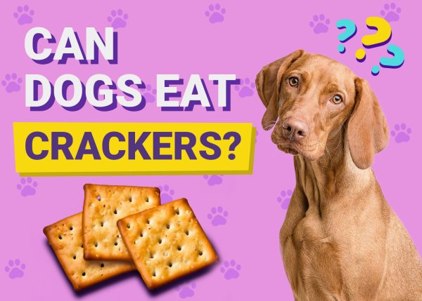 Can Dogs Eat Crackers