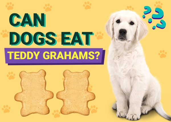 Can Dogs Eat Teddy Grahams