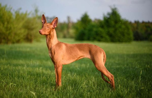 Pharaoh Hound