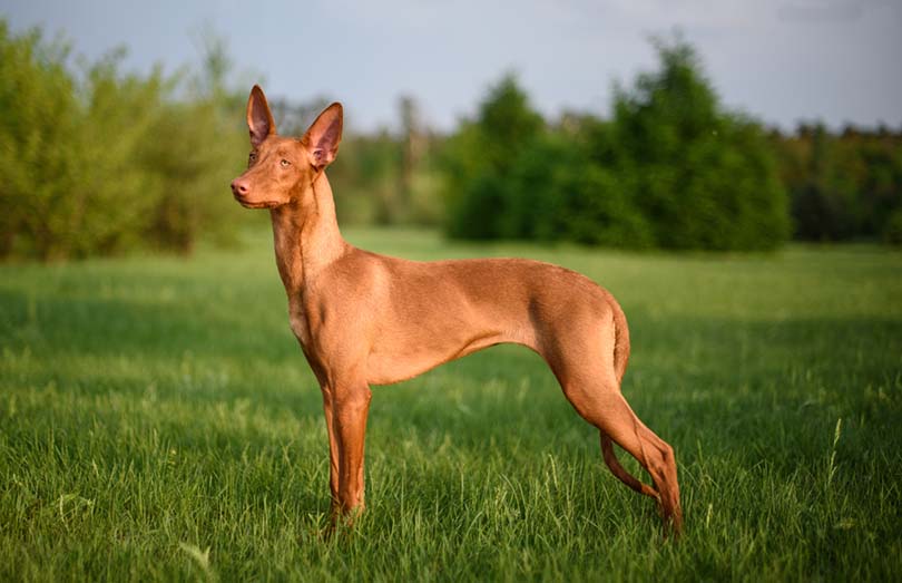 Pharaoh Hound