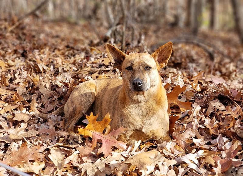 Phu Quoc ridgeback dig breed