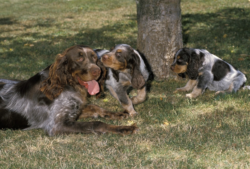 Picardy Spaniel Dog, Mother with Puppies
