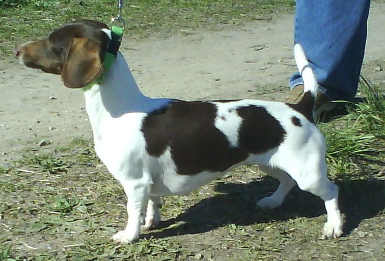 Piebald Dachshund