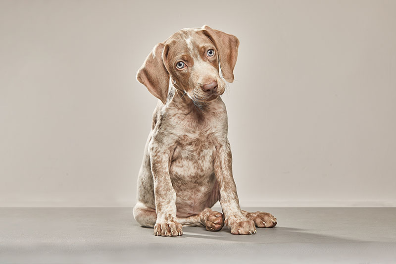 Piebald Weimaraner: Facts, Origin & History (with Pictures ...