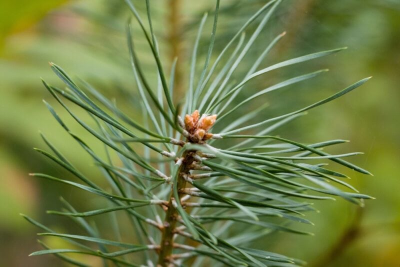 Are Pine Needles Bad for Dogs? VetApproved Facts & FAQ Dogster