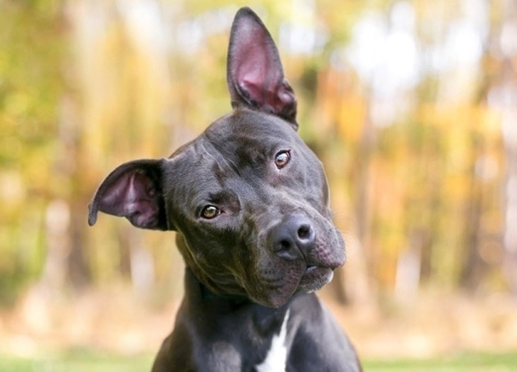 Pit Bull mixed breed head tilt