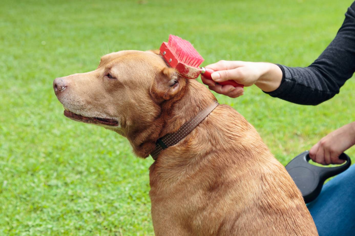 Pitbull Brush
