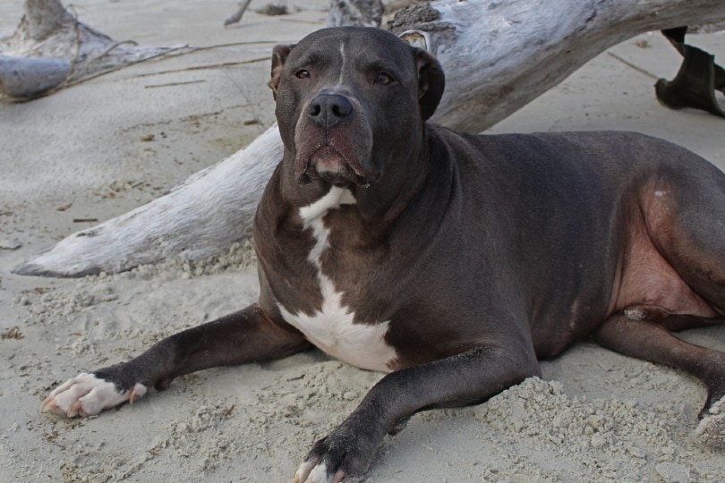 Pitbull Labrador Retriever Mix dog