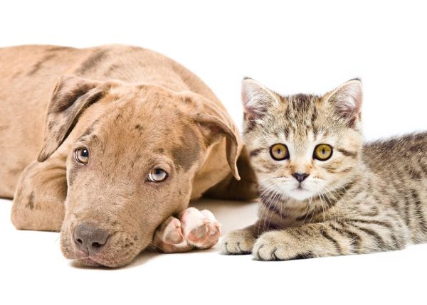 pitbull and cat closeup