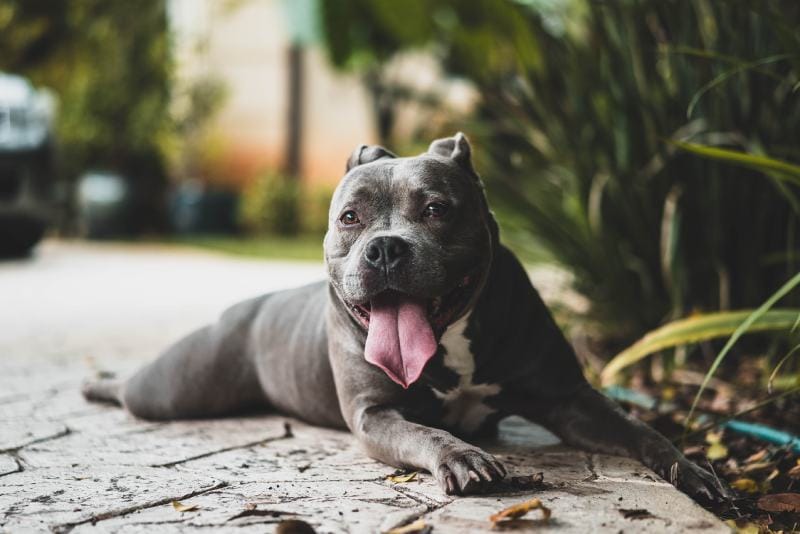 Pitbull is lying on the floor