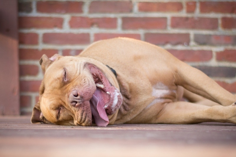 Pitbull sleeping on the deck