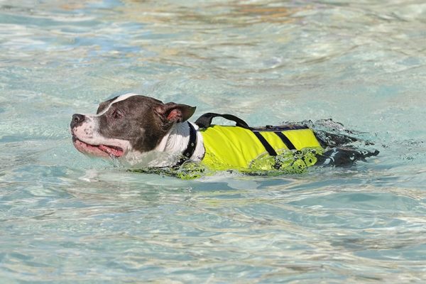 Pitbull swimming in the pool in a life vest