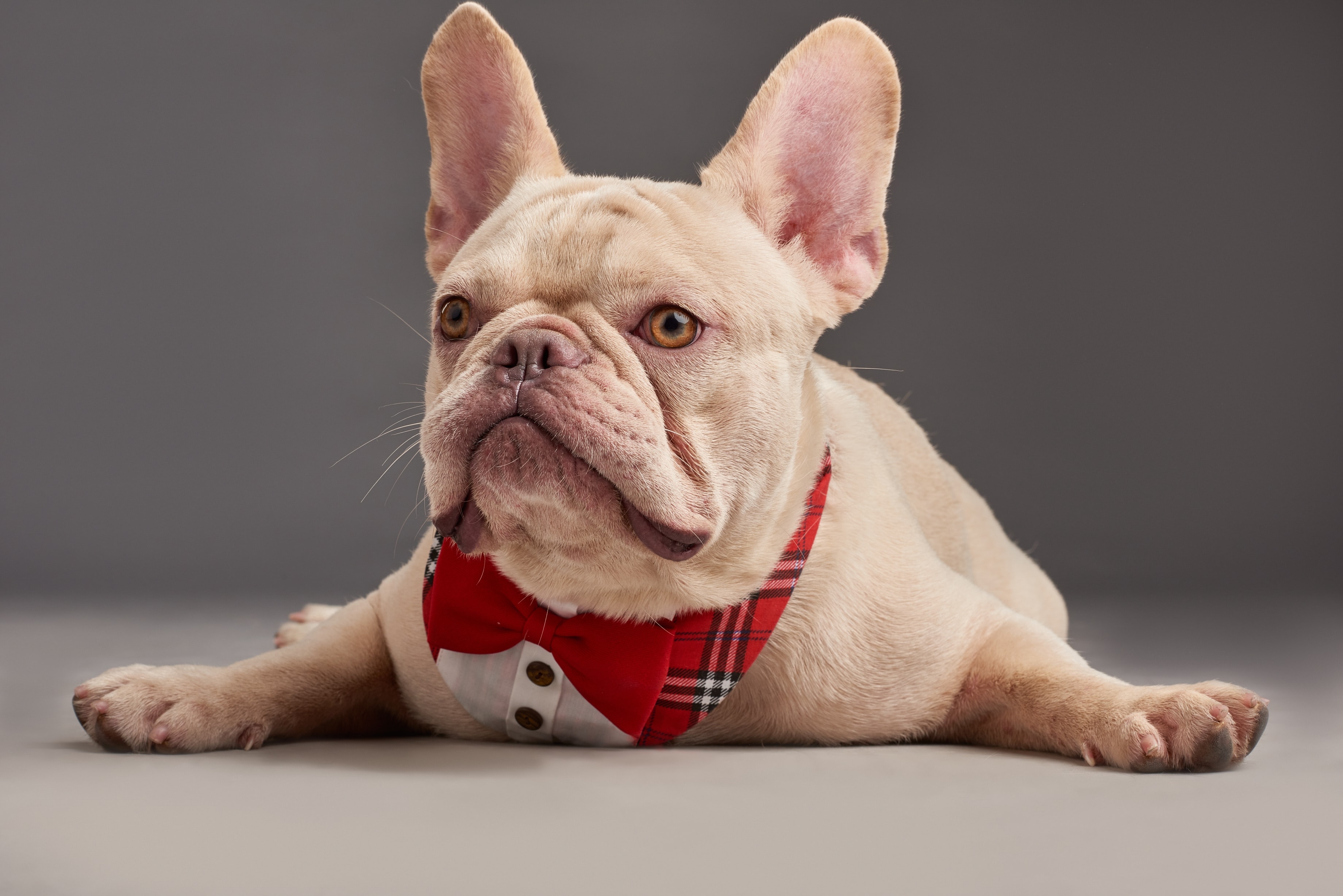 Platinum French Bulldog