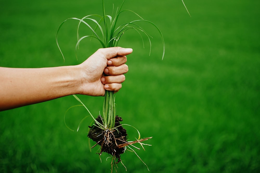 Plucking weeds