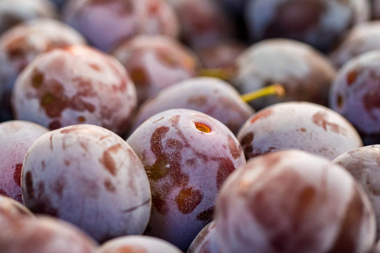 Can Dogs Eat Plums? VetApproved Facts & FAQ Dogster