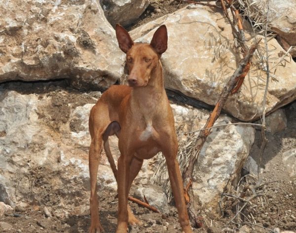 Podenco Canario_Marcelino Pozo Ruiz_Shutterstock