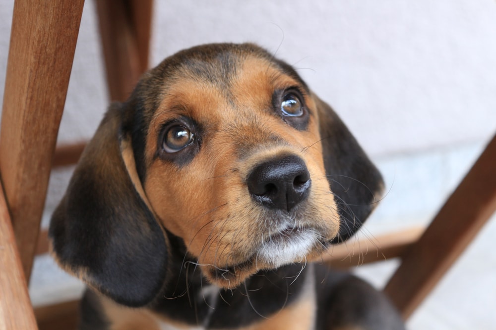 Polish Hound puppy