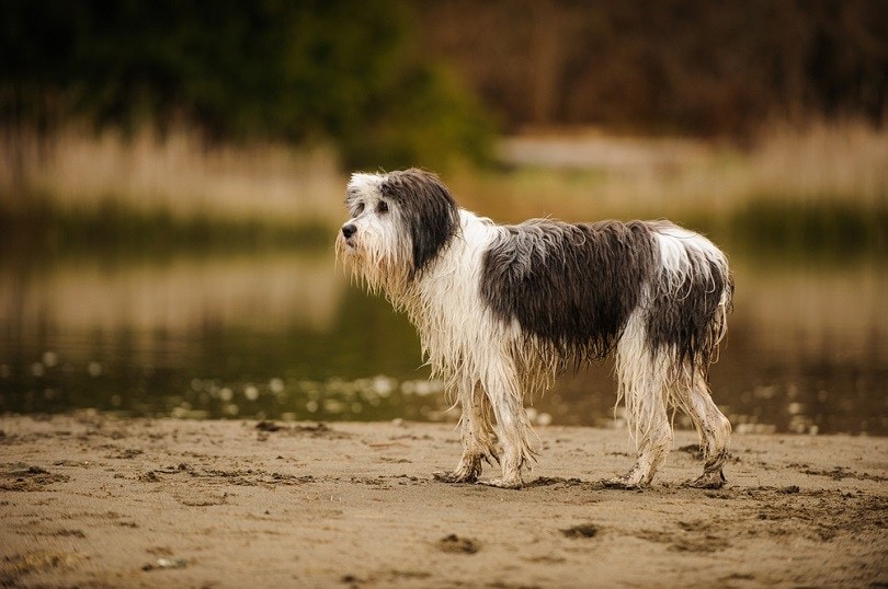 Polish-Lowland-Sheepdog