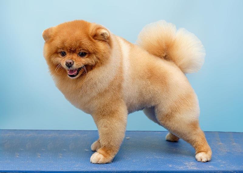 Pomeranian Pomeranian poses after the exhibition