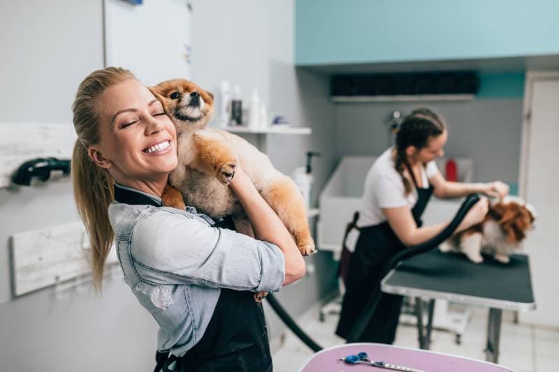 Pomeranian dog and Cavalier King Charles Spaniel dog at grooming salon