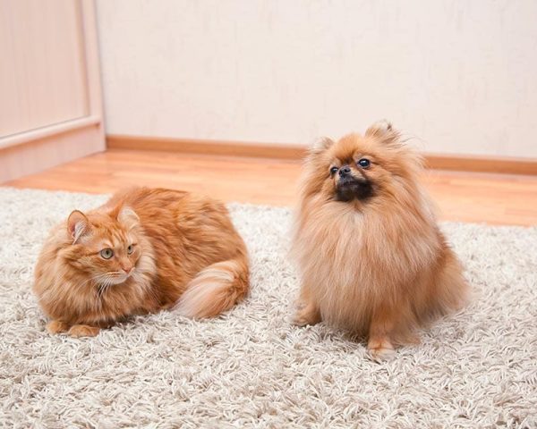 Pomeranian dog and cat sitting on the carpet