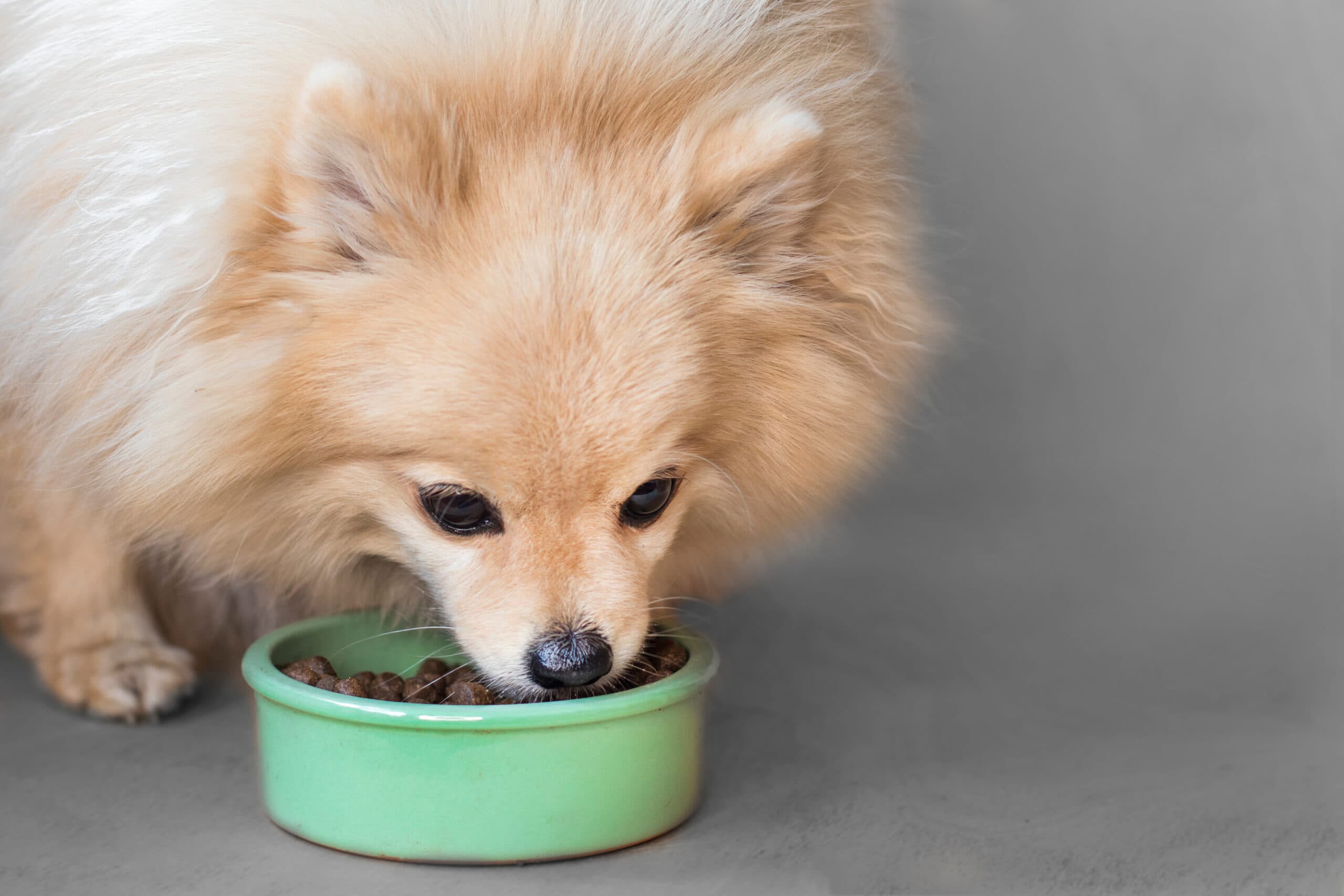 pomeranian eating dry food from green bowl