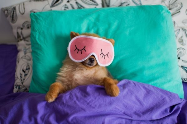 Pomeranian sleeping with eye mask