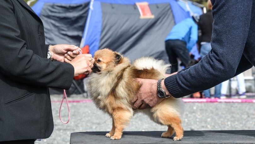 Pomeraninan given a treat