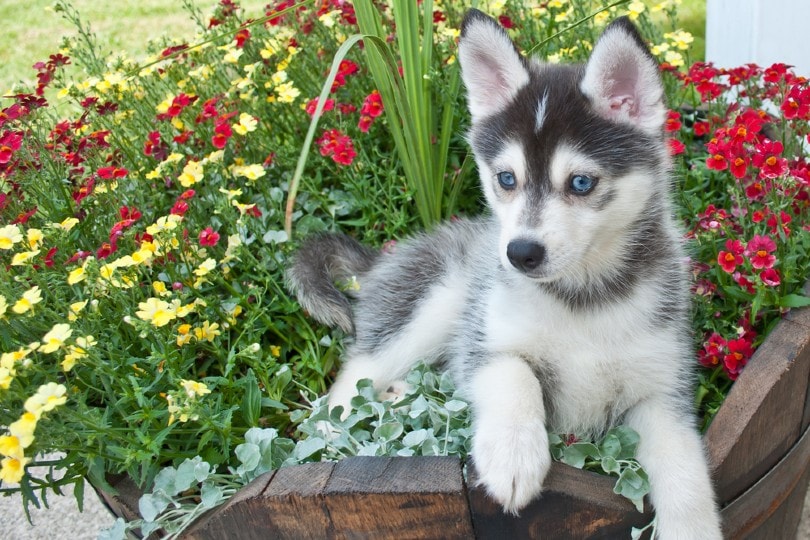 Pomsky puppy laying in a bucket of flowers