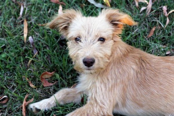 Poo Shi (Poodle x Shiba Inu)