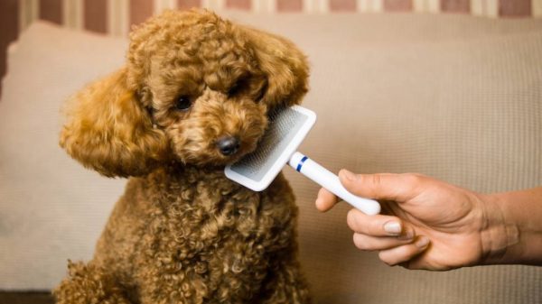 Poodle Brush