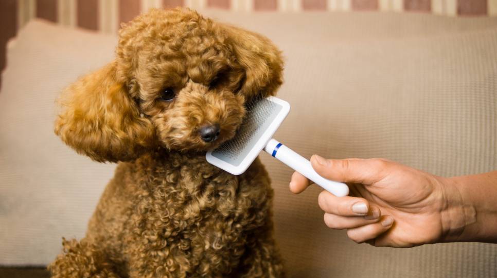 Poodle Brush